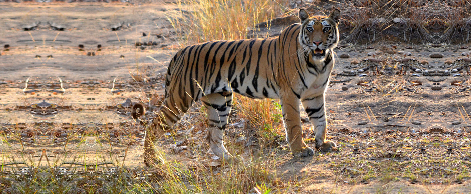 maharashtra-wild1