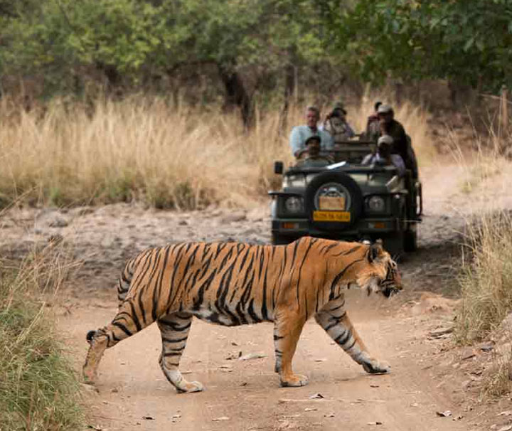 Ranthambore