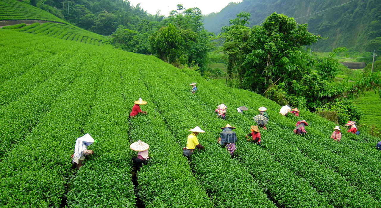 darjeeling